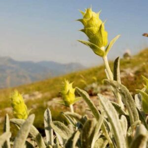 Mountain Tea